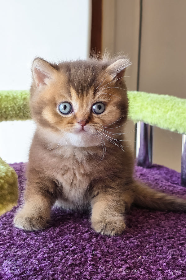 Pink | British Shorthair Kitten