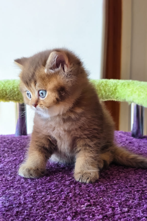 Pink | British Shorthair Kitten