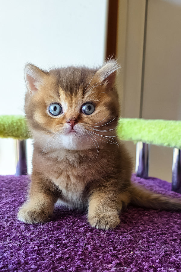 Pink | British Shorthair Kitten