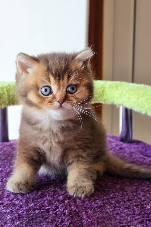 Pink | British Shorthair Kitten