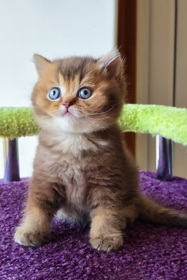 Pink | British Shorthair Kitten