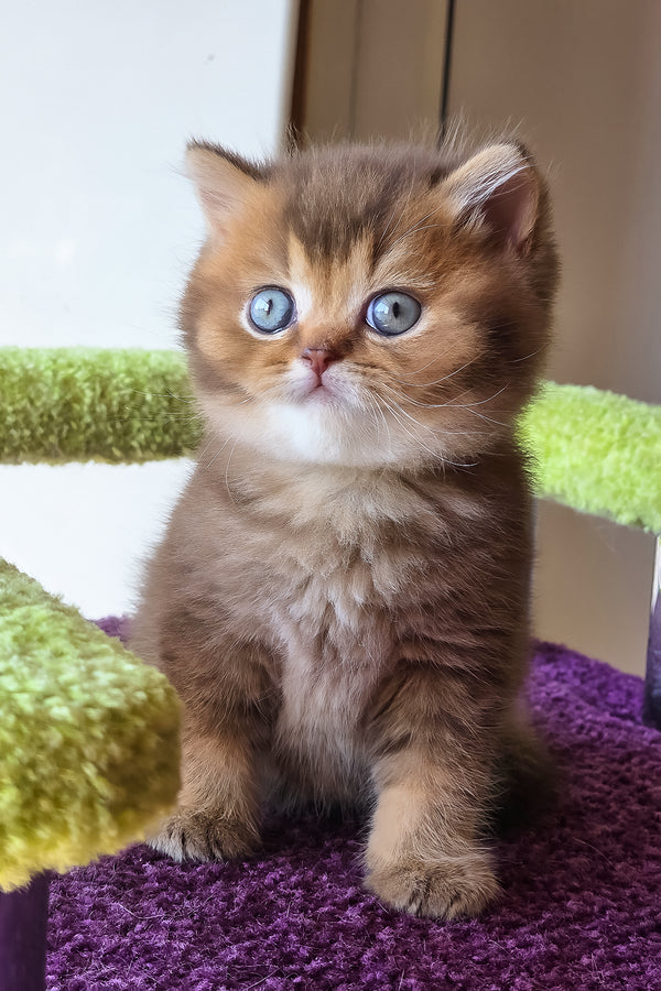 Pink | British Shorthair Kitten