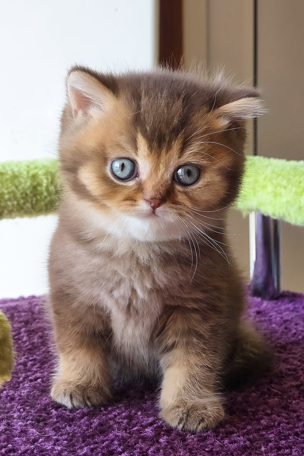 Pink | British Shorthair Kitten
