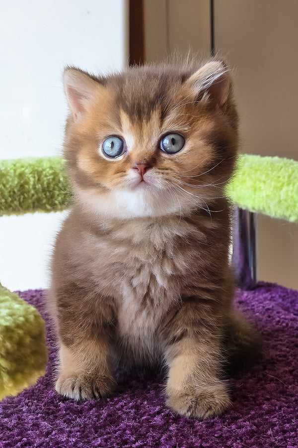Pink | British Shorthair Kitten