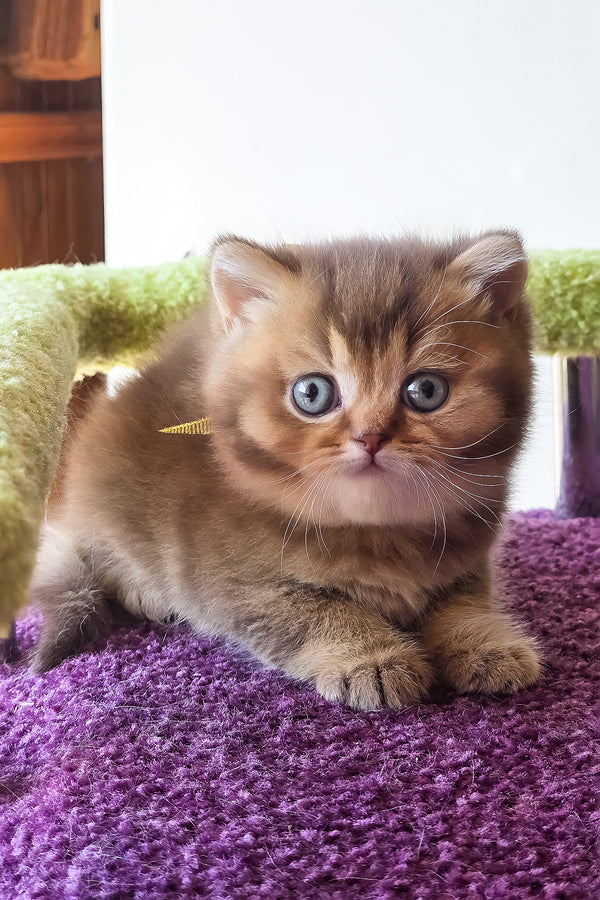 Pink | British Shorthair Kitten