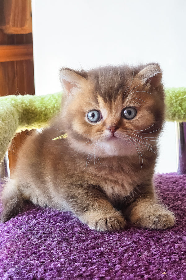 Pink | British Shorthair Kitten