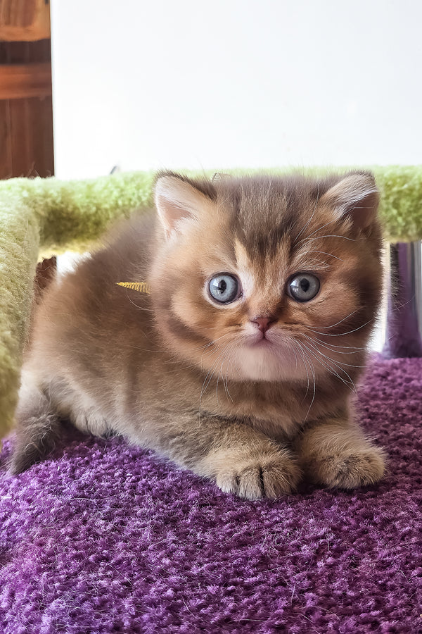 Pink | British Shorthair Kitten