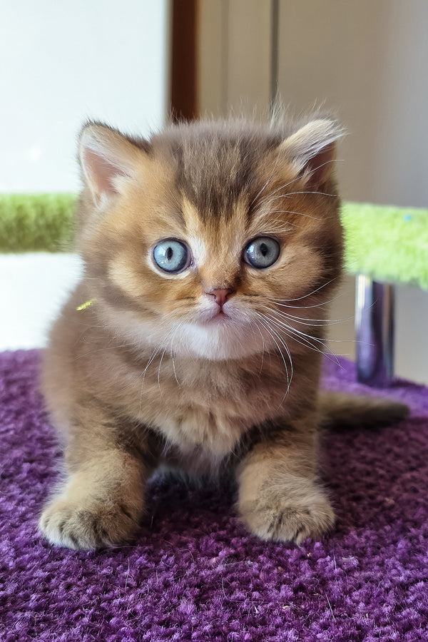 Pink | British Shorthair Kitten