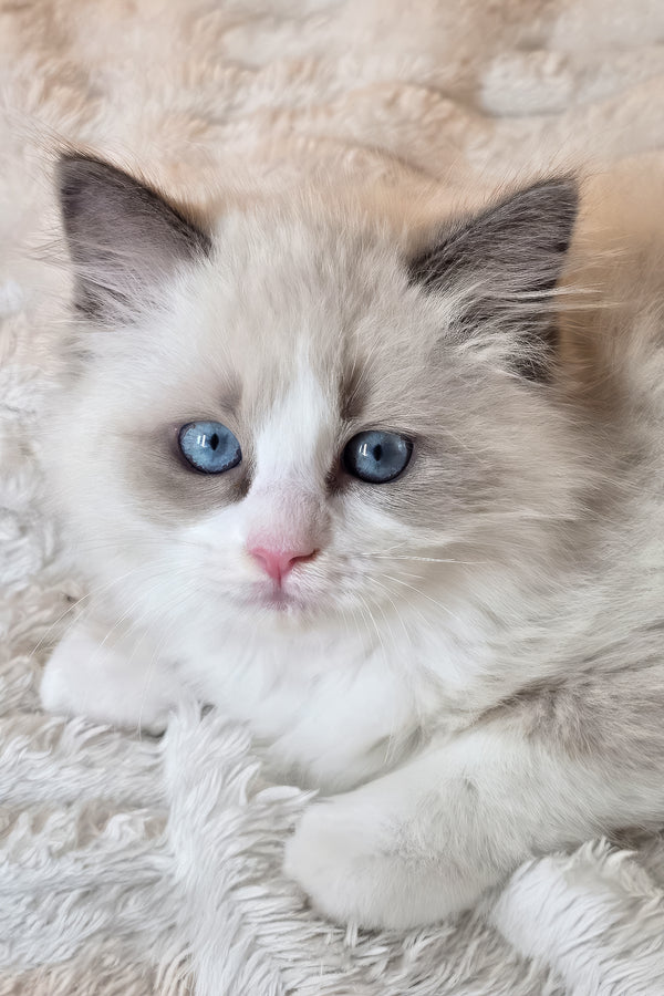 Piper | Ragdoll Kitten