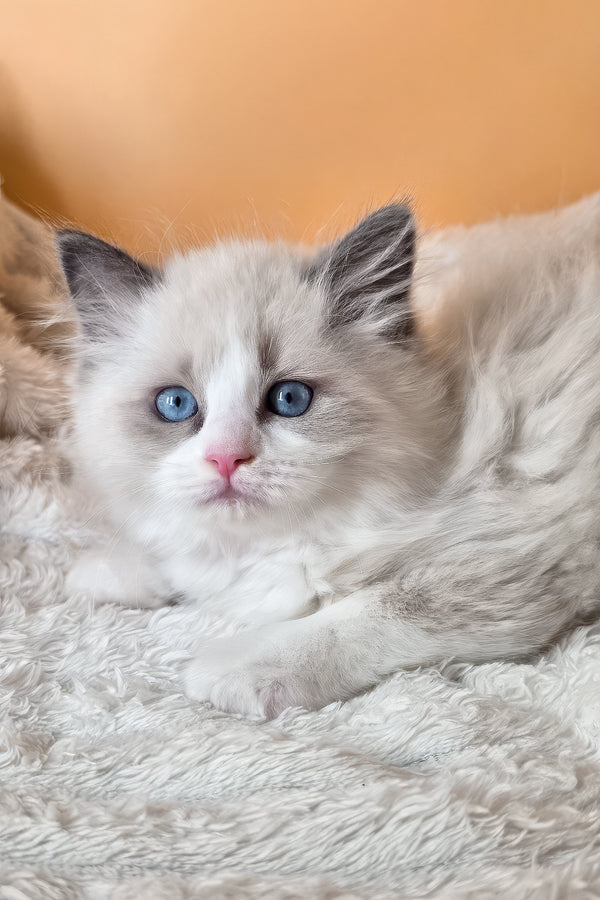 Piper | Ragdoll Kitten