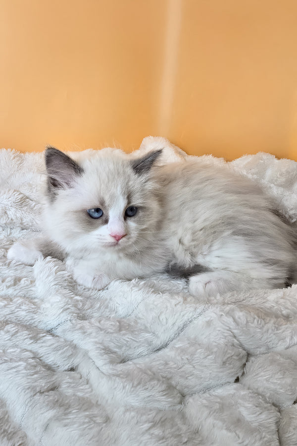 Piper | Ragdoll Kitten