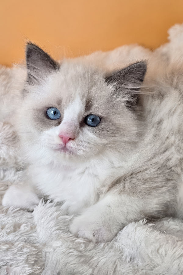 Piper | Ragdoll Kitten