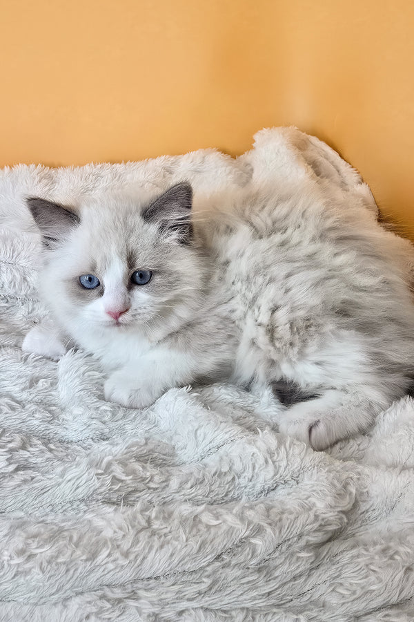 Piper | Ragdoll Kitten