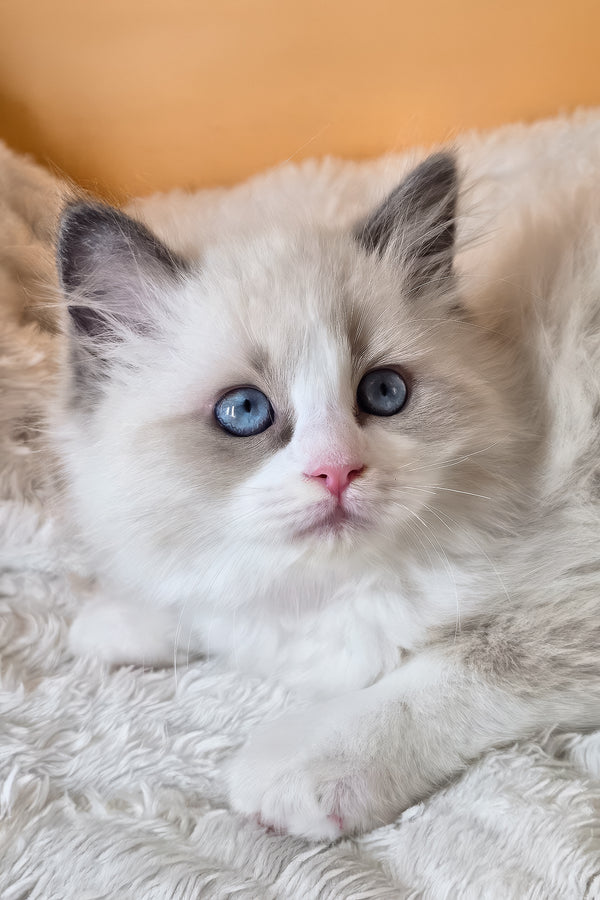 Piper | Ragdoll Kitten