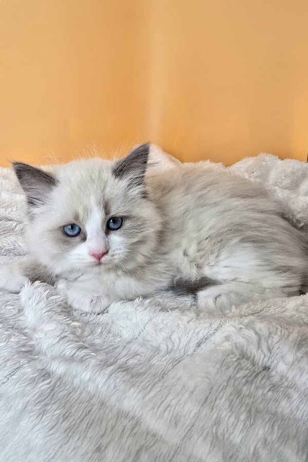 Piper | Ragdoll Kitten