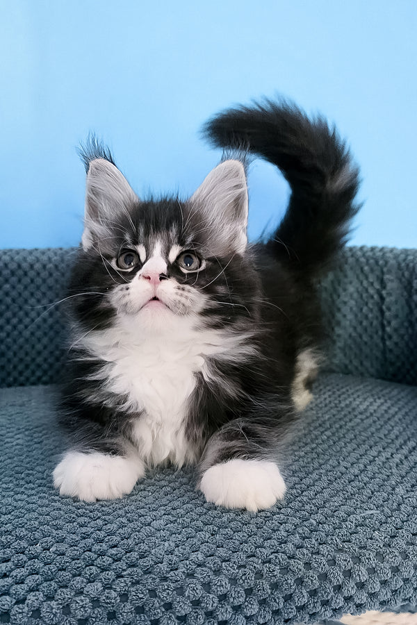 Pirat | Maine Coon Kitten