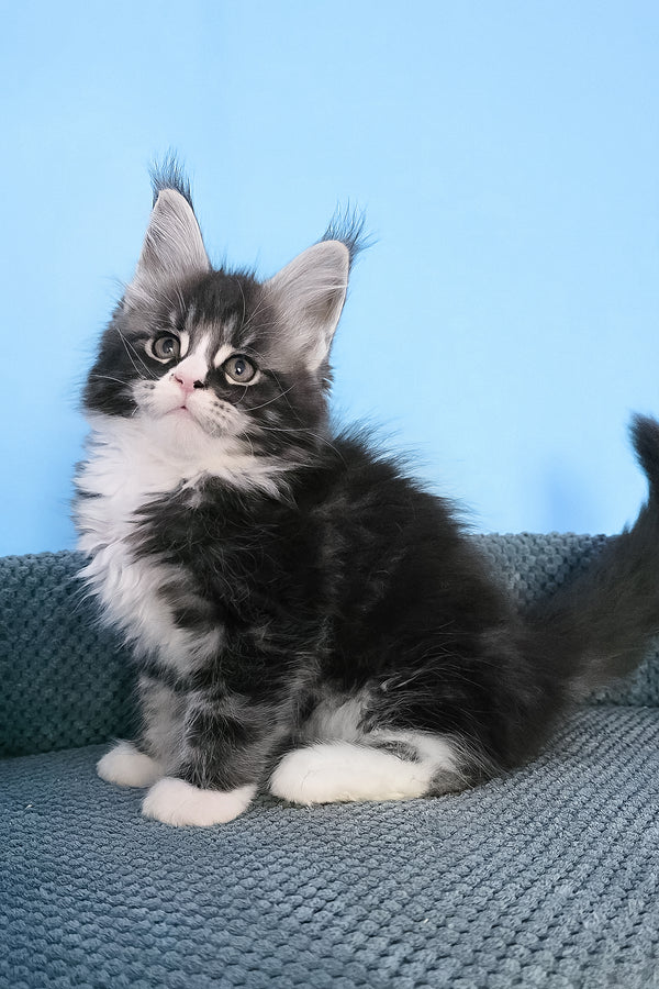 Pirat | Maine Coon Kitten