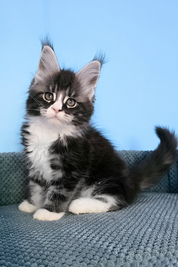 Pirat | Maine Coon Kitten