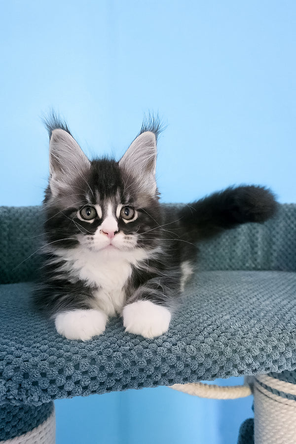 Pirat | Maine Coon Kitten