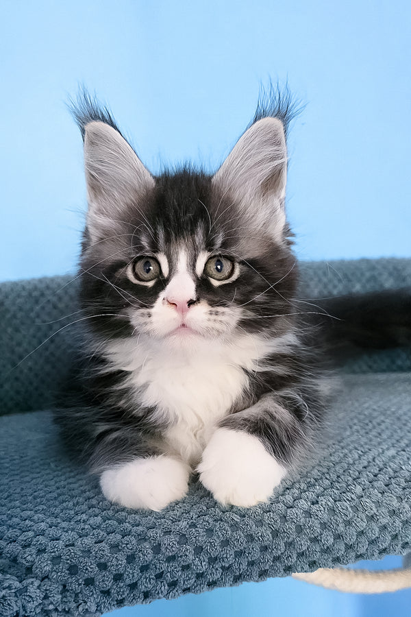 Pirat | Maine Coon Kitten