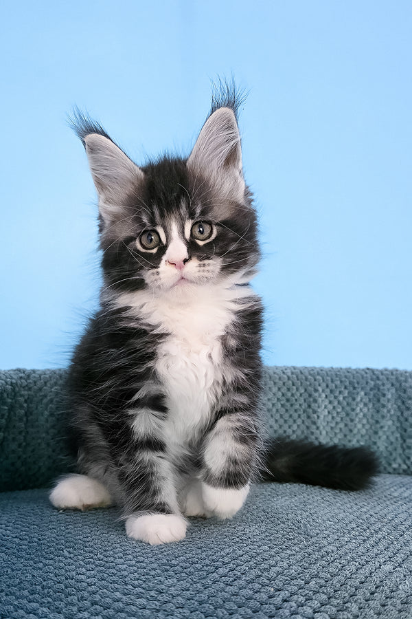Pirat | Maine Coon Kitten