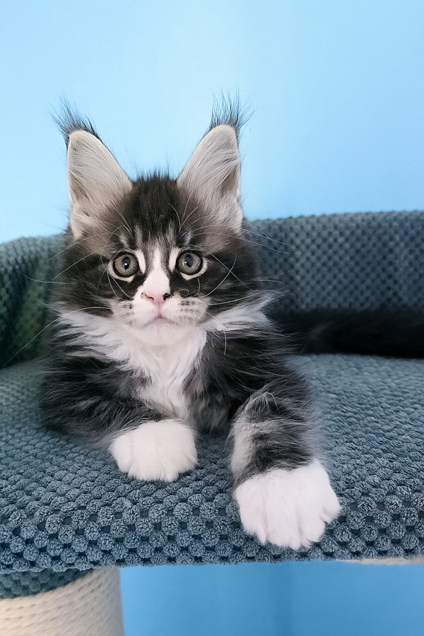Pirat | Maine Coon Kitten