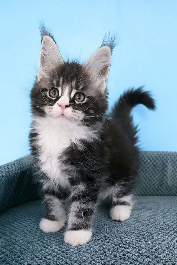 Pirat | Maine Coon Kitten