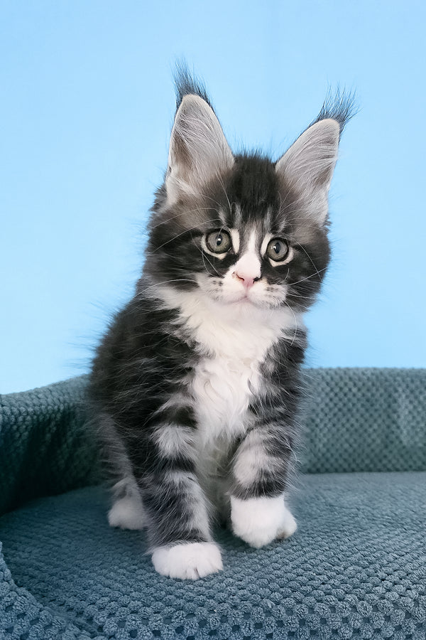 Pirat | Maine Coon Kitten