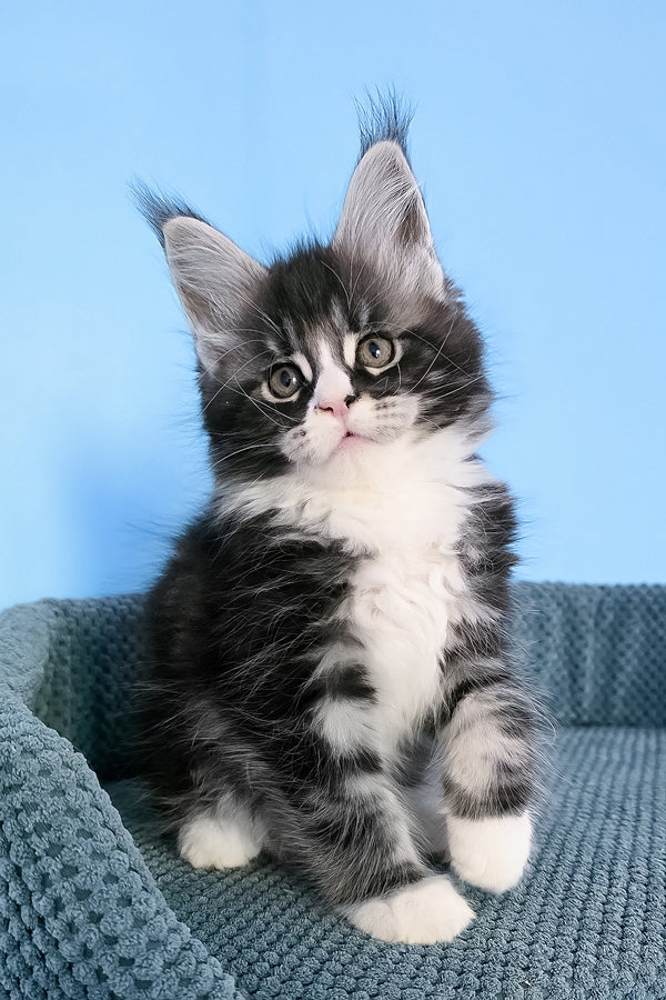Pirat | Maine Coon Kitten