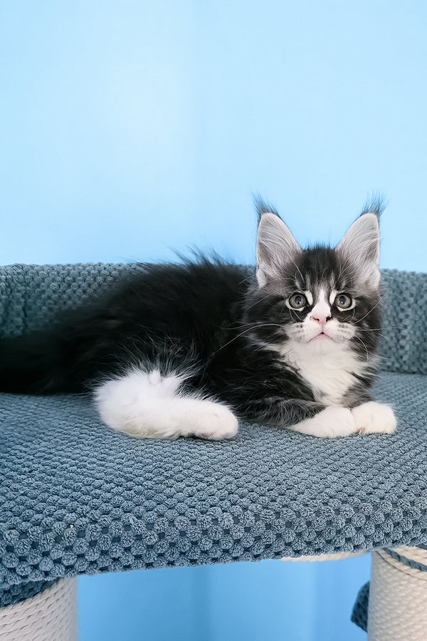 Pirat | Maine Coon Kitten