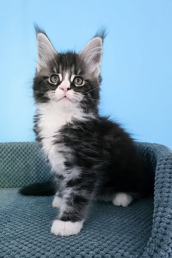 Pirat | Maine Coon Kitten