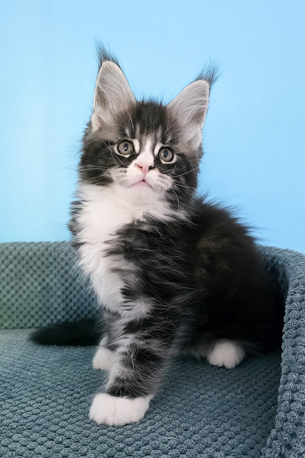 Pirat | Maine Coon Kitten