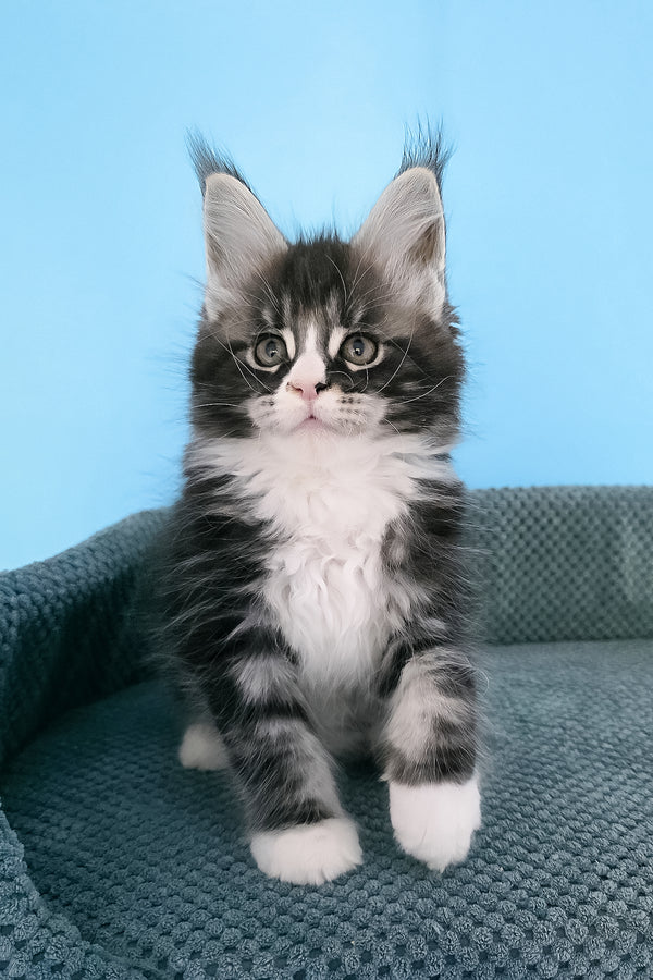 Pirat | Maine Coon Kitten