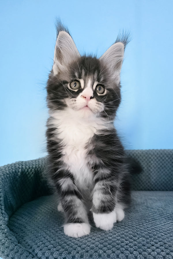 Pirat | Maine Coon Kitten
