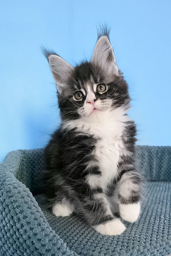 Pirat | Maine Coon Kitten