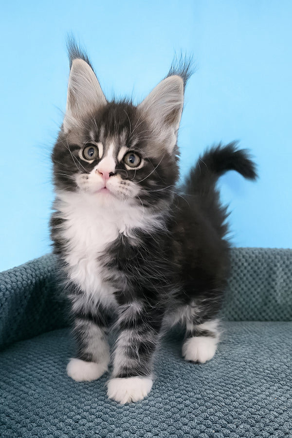 Pirat | Maine Coon Kitten