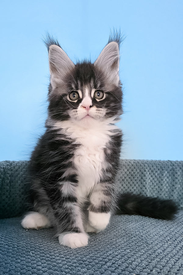 Pirat | Maine Coon Kitten