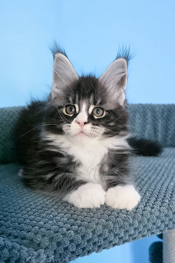 Pirat | Maine Coon Kitten