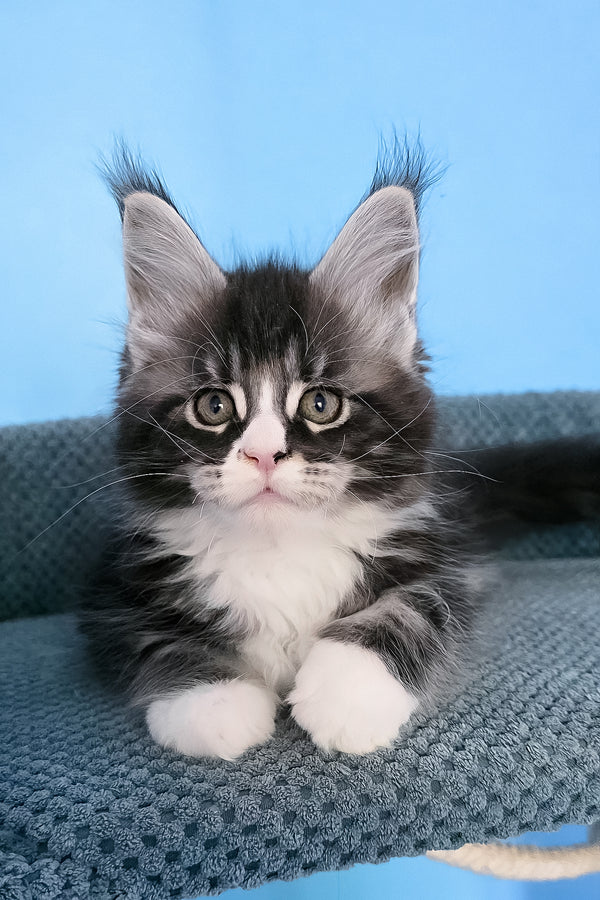Pirat | Maine Coon Kitten
