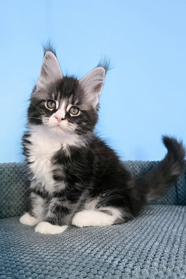 Pirat | Maine Coon Kitten