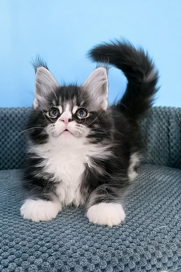 Pirat | Maine Coon Kitten