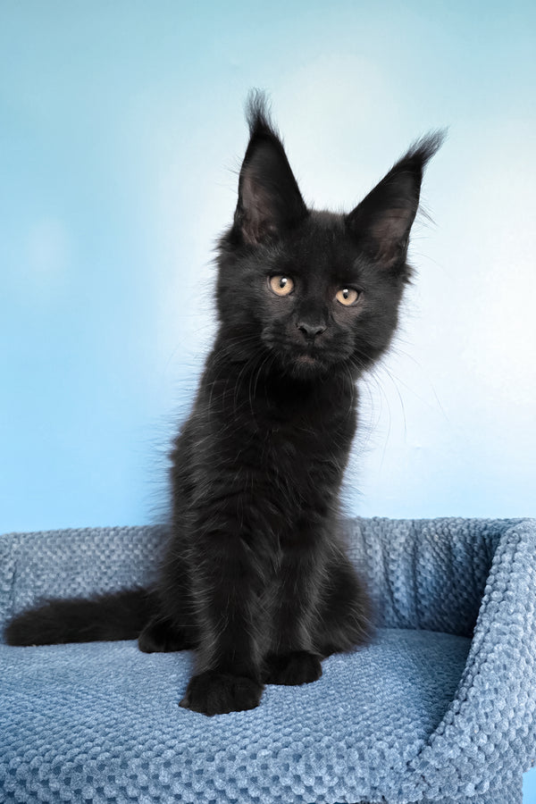 Pirat | Maine Coon Kitten