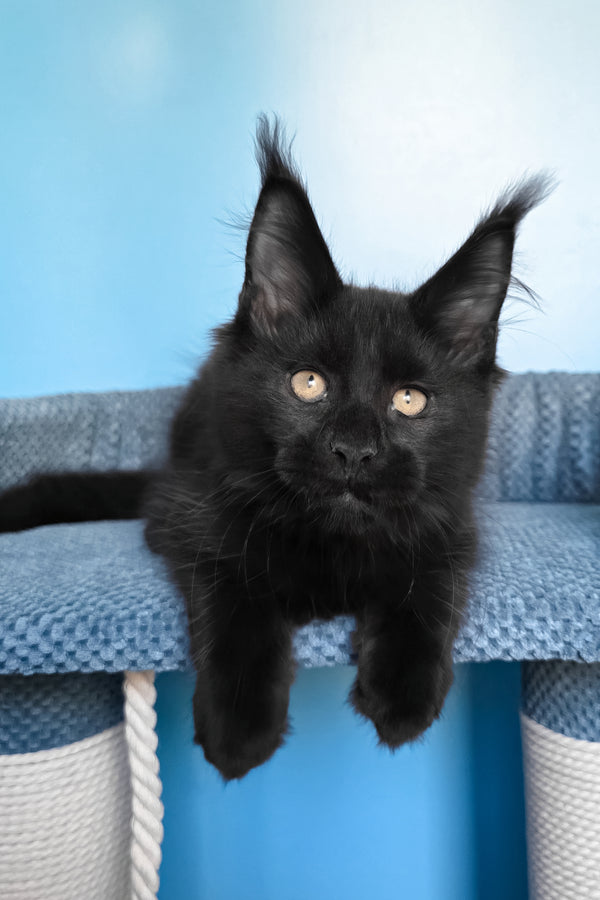 Pirat | Maine Coon Kitten