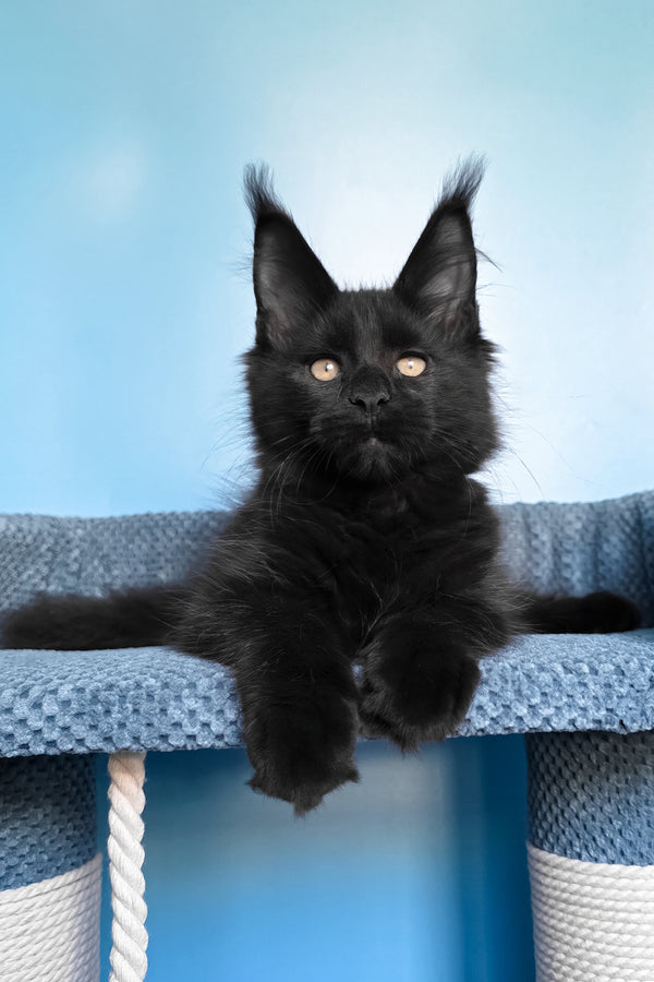 Pirat | Maine Coon Kitten