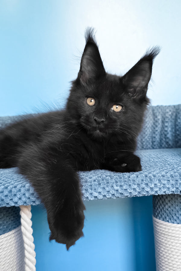 Pirat | Maine Coon Kitten