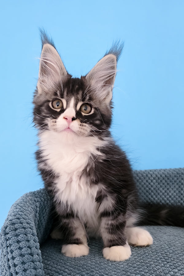 Pirat | Maine Coon Kitten