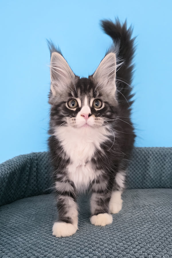 Pirat | Maine Coon Kitten