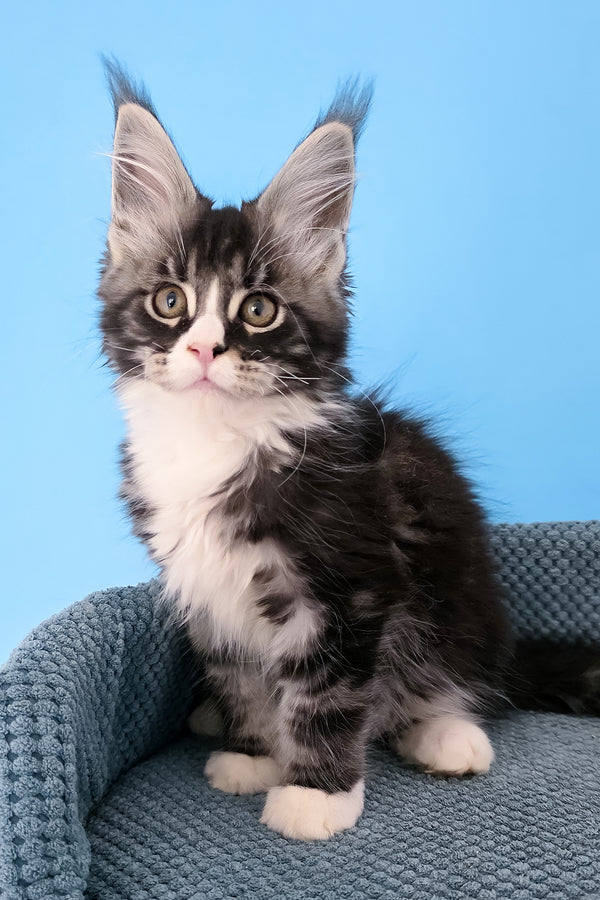 Pirat | Maine Coon Kitten