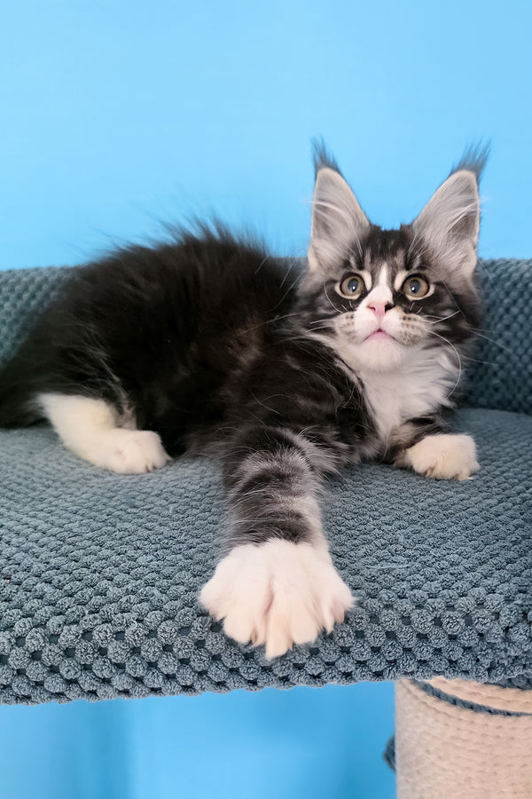 Pirat | Maine Coon Kitten