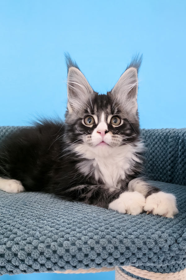 Pirat | Maine Coon Kitten